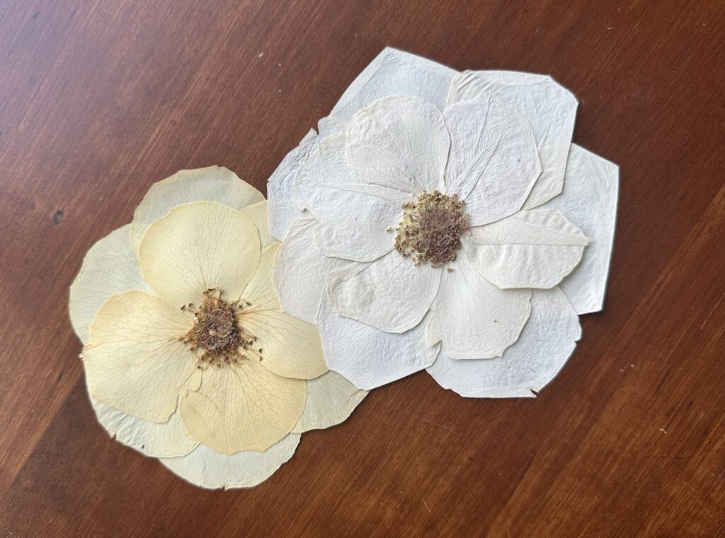color corrected white pressed roses
